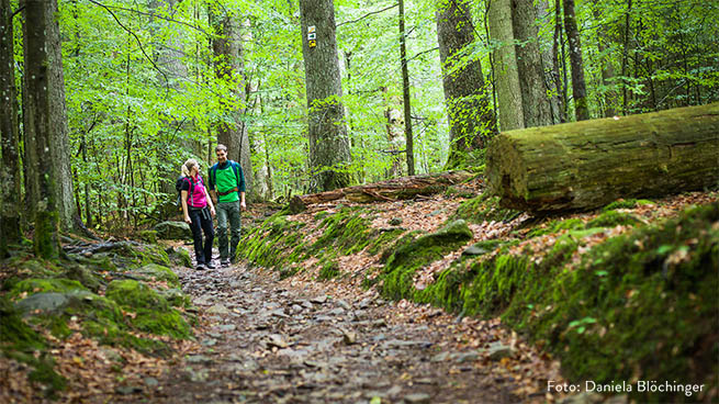 In some areas, like at Mittelsteighütte, one can experience remains of native forest areas.
