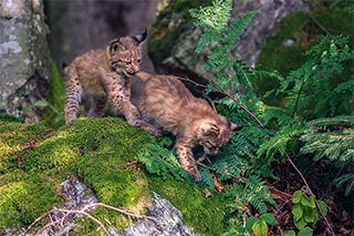 Young lynx playing