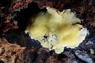 Na obrázku je citronově žlutá plodnice houby druhu Antrodiella citrinella s typickou kresbou pórů.