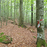 Monitorovaná plocha v bukovém lese