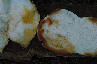Obrázek ukazuje pórovitou spodní stranu plodnic houby druhu Oligoporus fragilis s typickým oranžovožlutým zbarvením po otlačení.