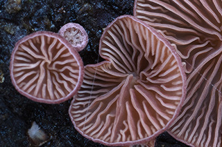 Na obrázku je detailní pohled na spodní stranu s fialovými lamelami houby druhu Panellus violaceofulvu.