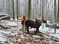 Das Bild zeigt einen Waldarbeiter mit einem Rückepferd mit einem Buchenstamm, den das Pferd zieht
