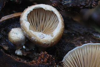 Na obrázku je fotografie s několika plodnicemi druhu houby Tectella patellaris s lamelami na spodní straně. 