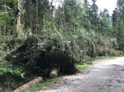 Anfang Juli wurden im nördlichen Teil des Nationalparks Bayerischer Wald durch einen Gewittersturm etliche Bäume umgeworfen. Foto: Franz Baierl