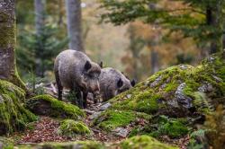 Wildschweine im Tier-Freigelände. Im Jagdjahr 2017/2018 wurden insgesamt 290 Stück Schwarzwild erlegt. (Foto: Rainer Simonis/Nationalpark Bayerischer Wald).