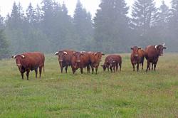 Bei strömendem Regen kam die Rinderherde auf dem Ruckowitzschachten an, fühlte sich aber gleich sichtlich wohl (Fotos: Annette Nigl/Nationalpark Bayerischer Wald).