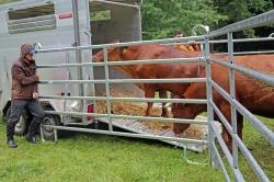 Die Rinder standen zuvor auf der Weide in Kreuzstraßl, wurden von den Mitarbeitern des Nationalparks auf Hänger geladen und von dort aus auf den Ruckowitzschachten gebracht.