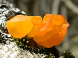 Auf Laubhölzern in luftfeuchten Wäldern und Auen wächst der Goldgelbe Zitterling (Tremella_mesenterica). Durch die gallertige Konsistenz und goldgelbe Farbe ist er kaum verwechselbar. Foto: Peter Karasch