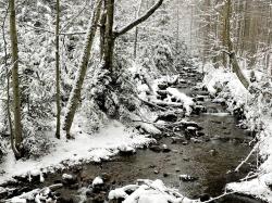 Der Flanitz entlang führt die ökumenische Wanderung am 24. Februar. (Foto: Nationalpark Bayerischer Wald)