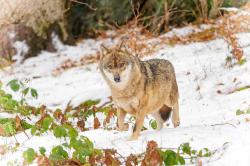 Wölfe beobachten können die Teilnehmer der Führung durch das Wolfsgehege in Srní am 2. März. (Foto: Patrik Stanek / Nationalpark Bayerischer Wald)