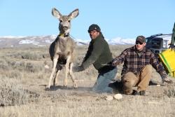 In der Yellowstone-Region hat sich Professor Matthew Kauffmann (links) mit dem Zusammenwirken von Flora, Wild und Wölfen beschäftigt – unter anderem mithilfe von GPS-Halsbändern, die Tieren umgehangen wurden. (Foto: University of Wyoming)